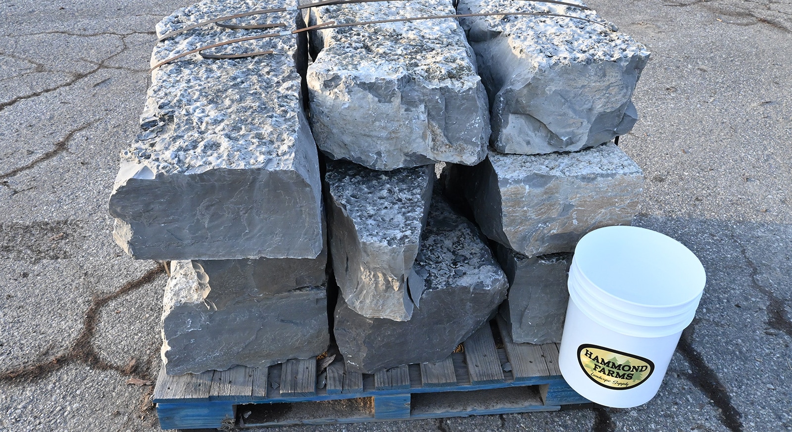 Highland 14 Guillotined 1