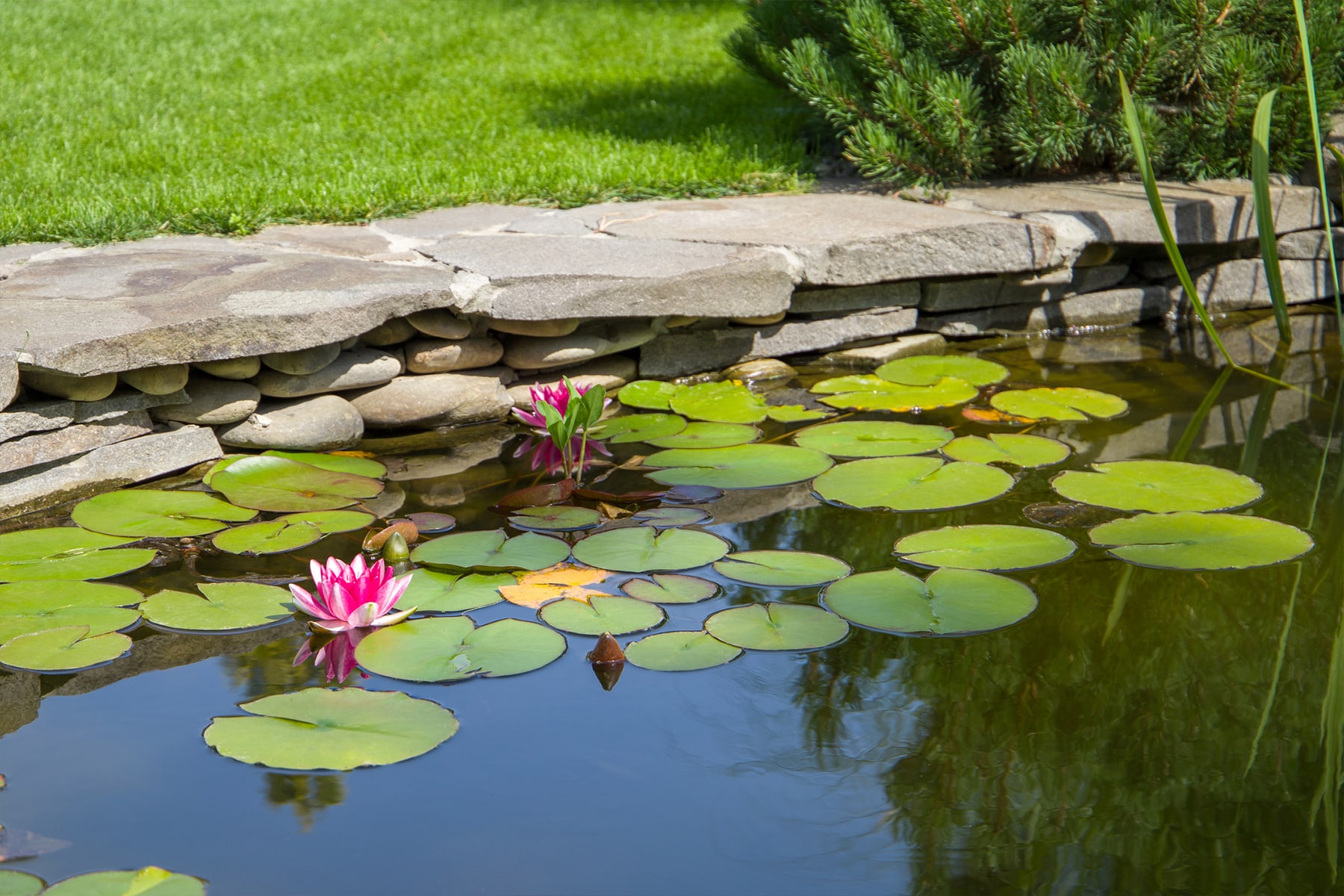 water garden